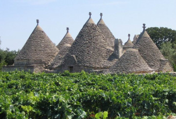 vineyard-in-the-trulli-aera-copie